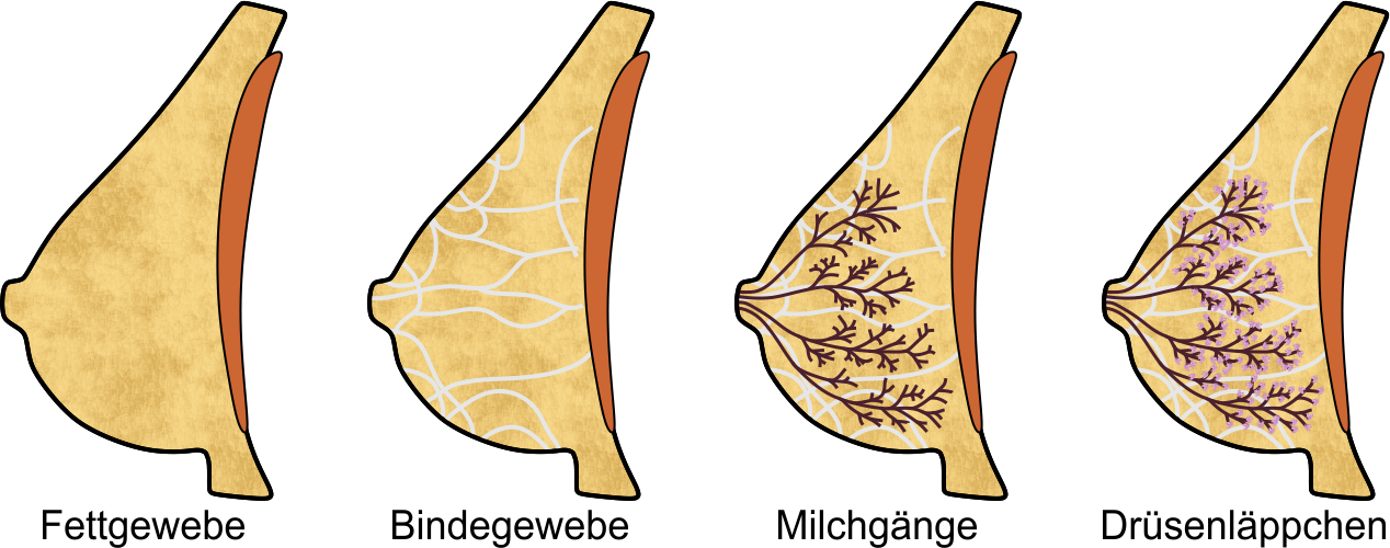 Gewebe der Brust
